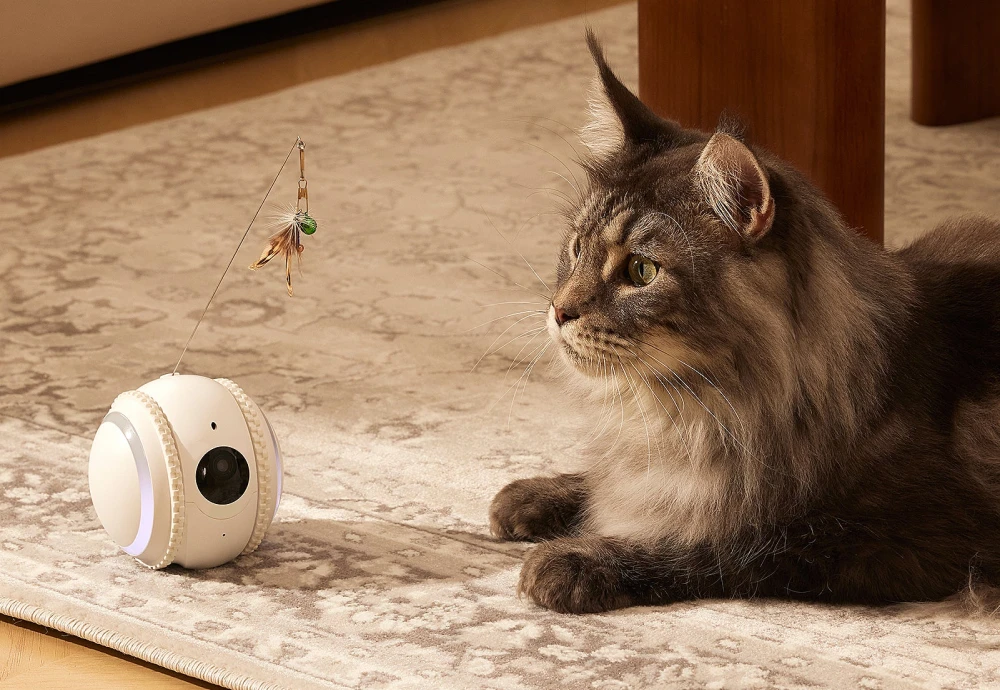 pet camera for cats